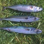 Catch of the Day at Pencarnan